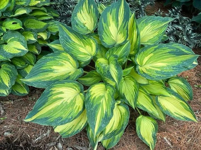 Hostas