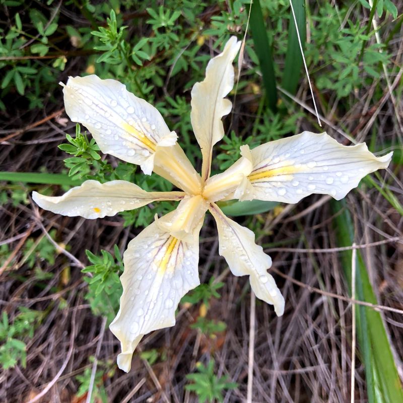 Fernald's Iris