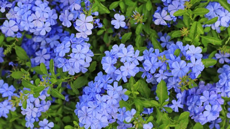 Plumbago Produces More Blooms After Early Spring Trimming