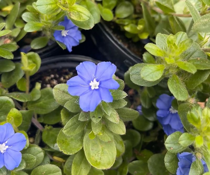 Blue Daze Spreads Easily And Blooms Through The Heat