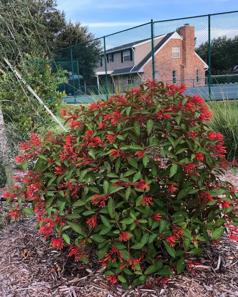 Firebush Brings Color And Extra Cutting