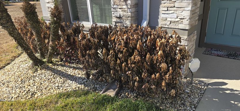 Crotons Can Surprise Gardeners With Late Recovery