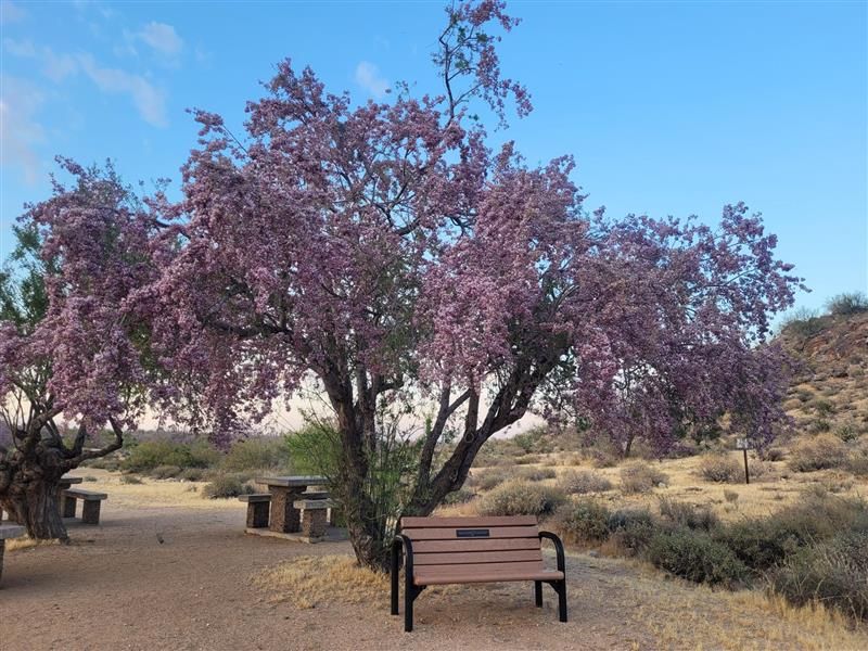 Desert Ironwood Provides Dense Shade And Spring Blooms