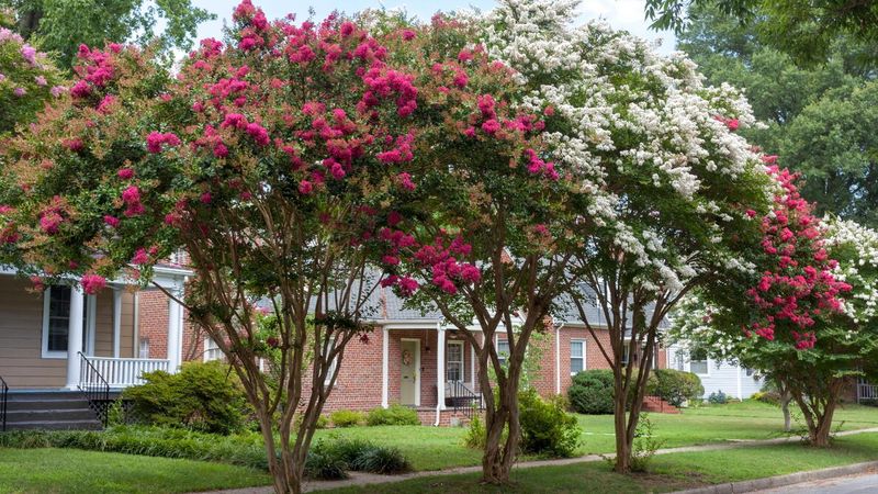 Crape Myrtle Leaves Behind More Summer Mess Than Many Expect