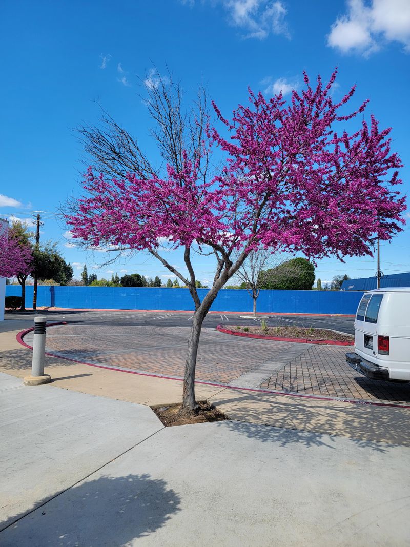 Western Redbud