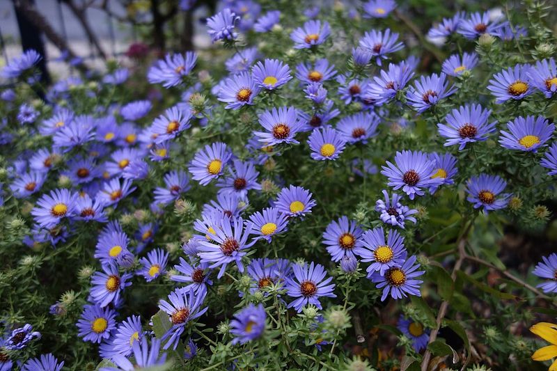 Aromatic Aster Carries The Garden Into Fall