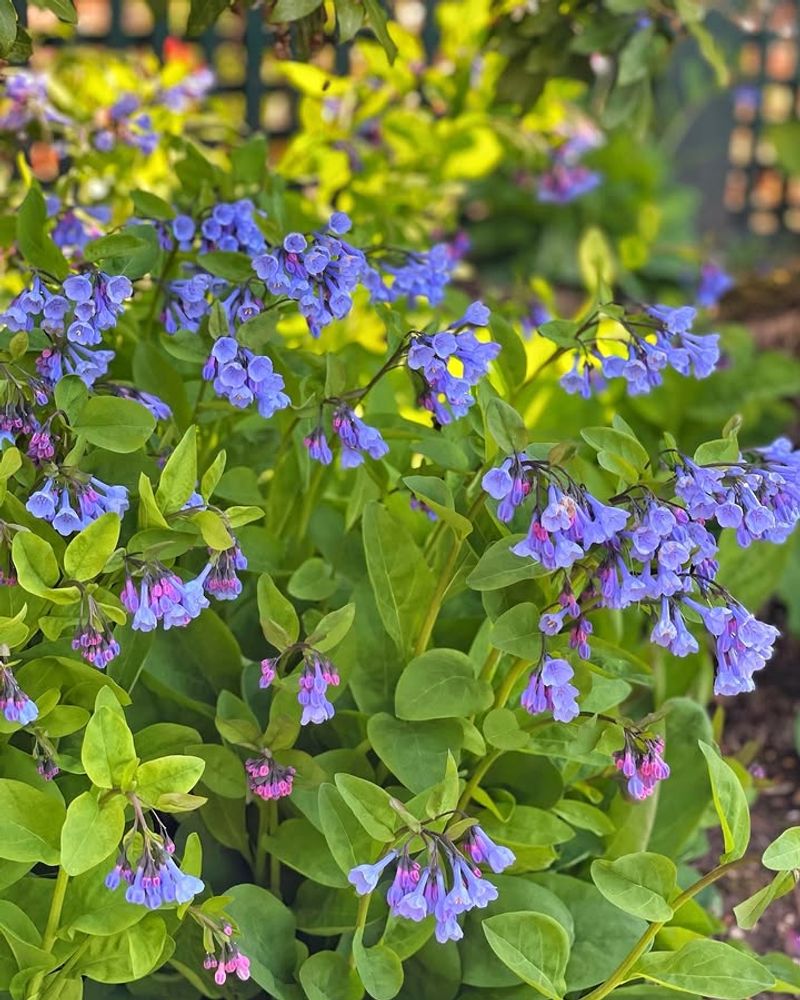 Virginia Bluebells Create A Colorful Spring Display
