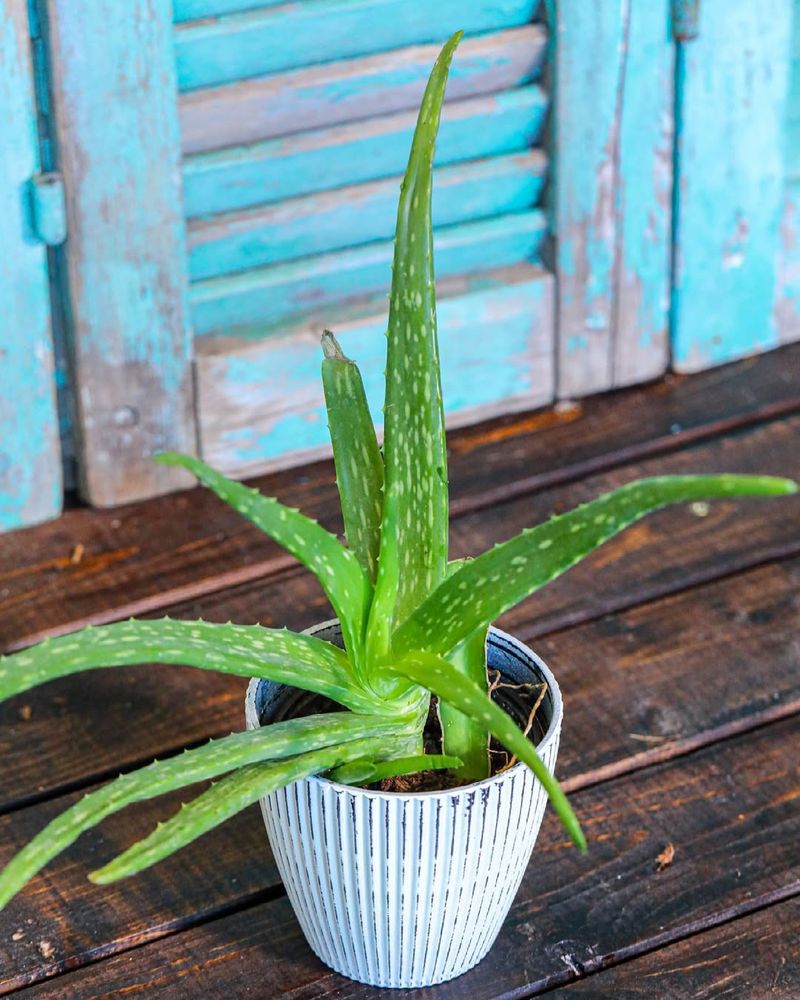 Aloe Vera Offsets And Cuttings Grow Into New Plants Quickly