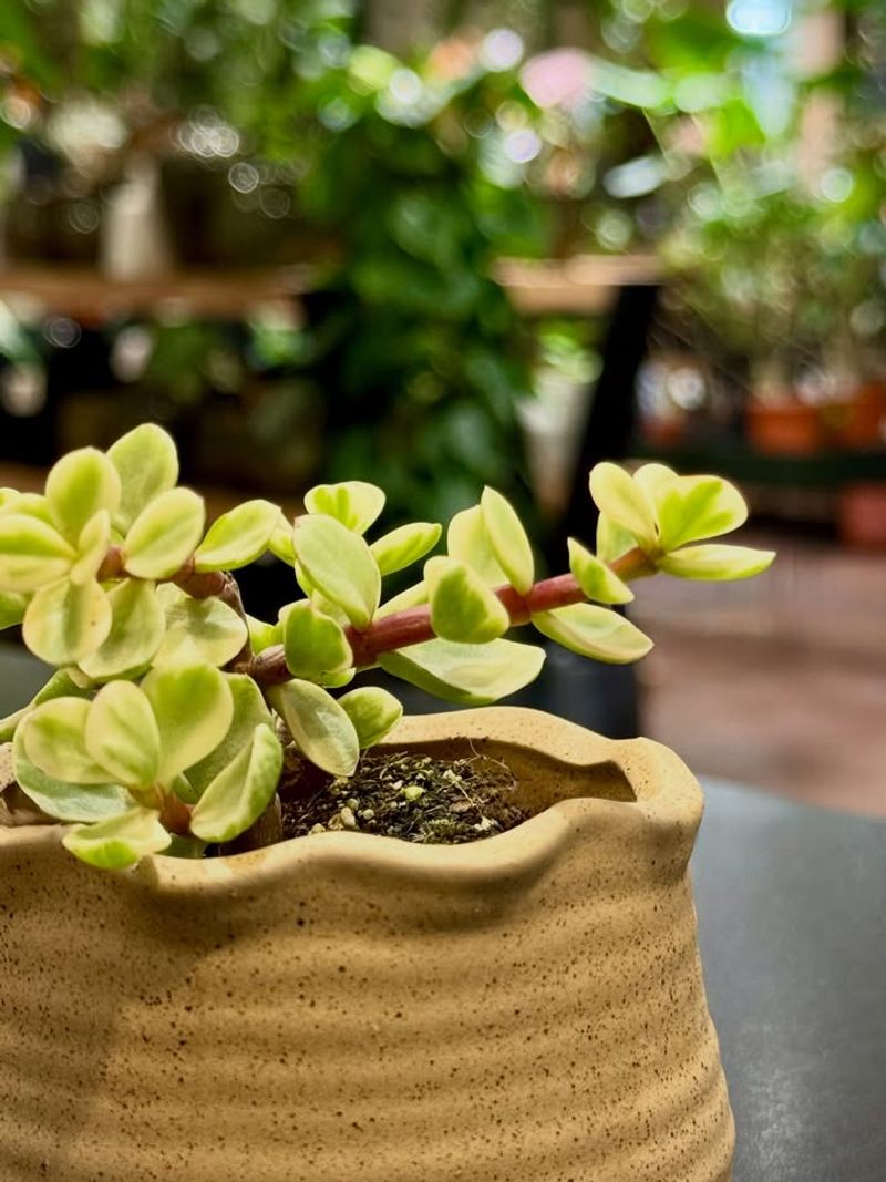 Elephant Bush Handles Arizona Heat And Stays Easy In Containers
