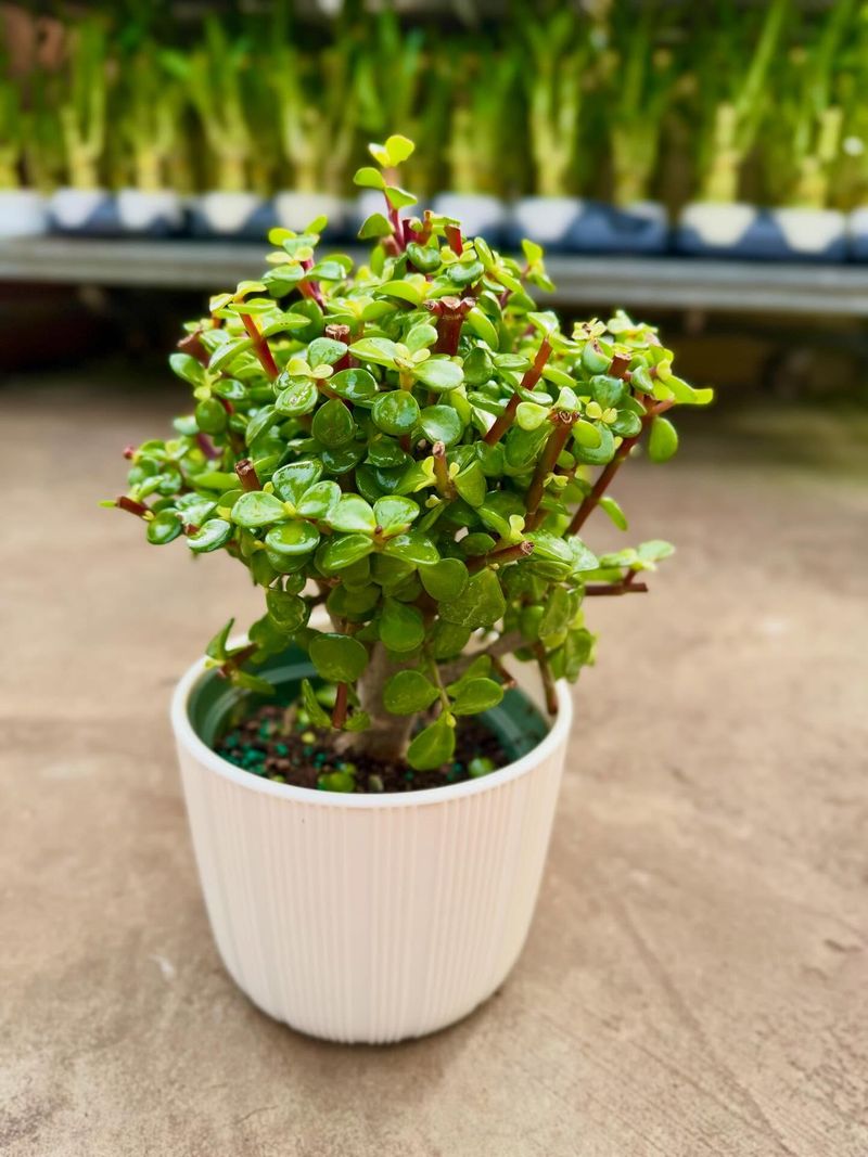 Elephant Bush Thrives With Very Little Water Once Established