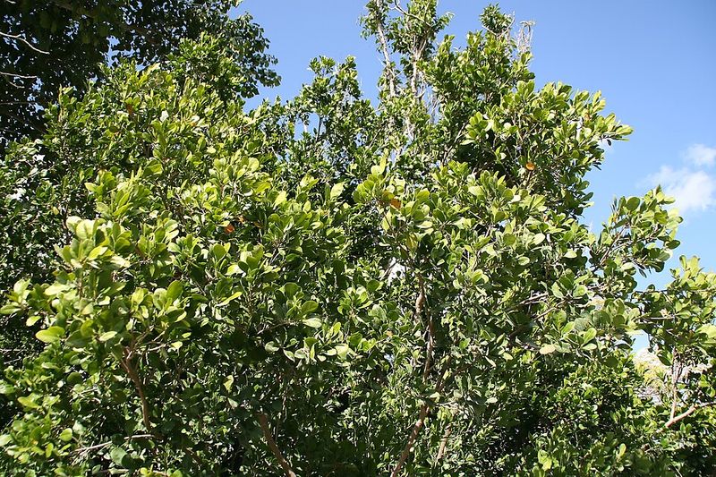 Crabwood Delivers Color Without Begging For Attention