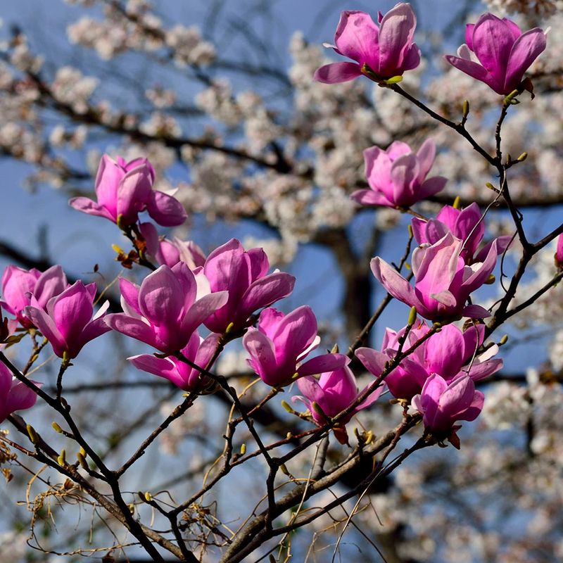 Late Blooming Helps Avoid Spring Frost Damage