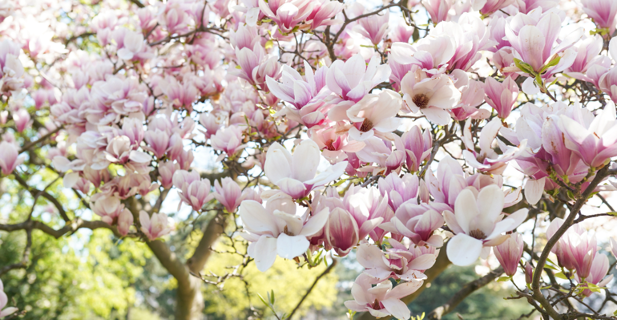 jane magnolia tree