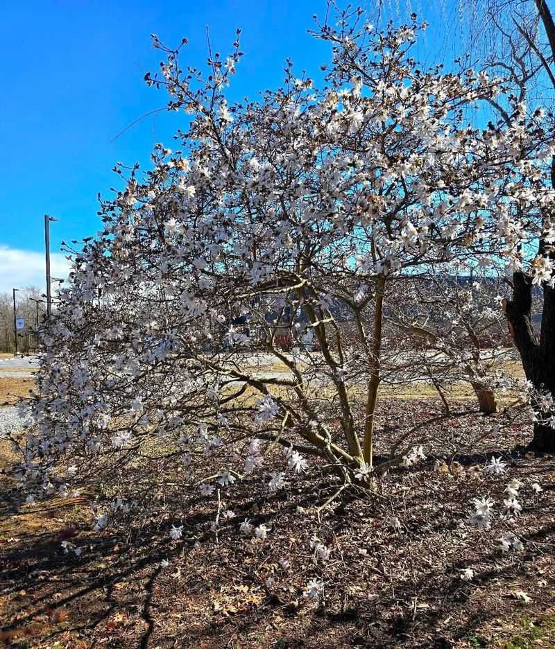 Star Magnolia Brings Early Blooms Without Taking Over