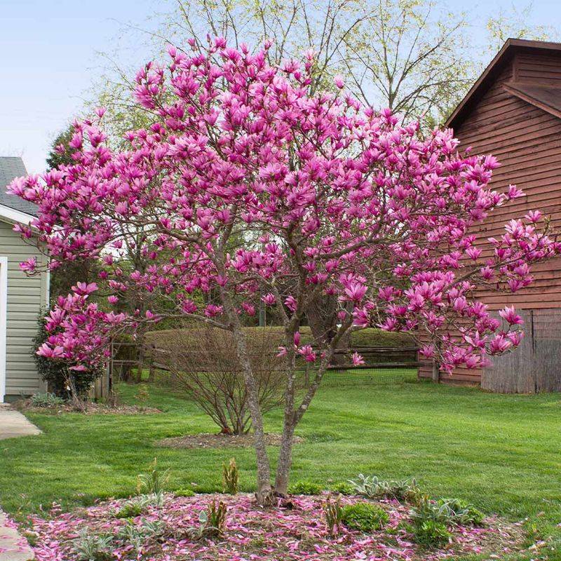 Jane Magnolia Is Hardy In Michigan's Climate