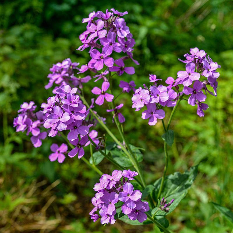 Dame's Rocket (Hesperis Matronalis)