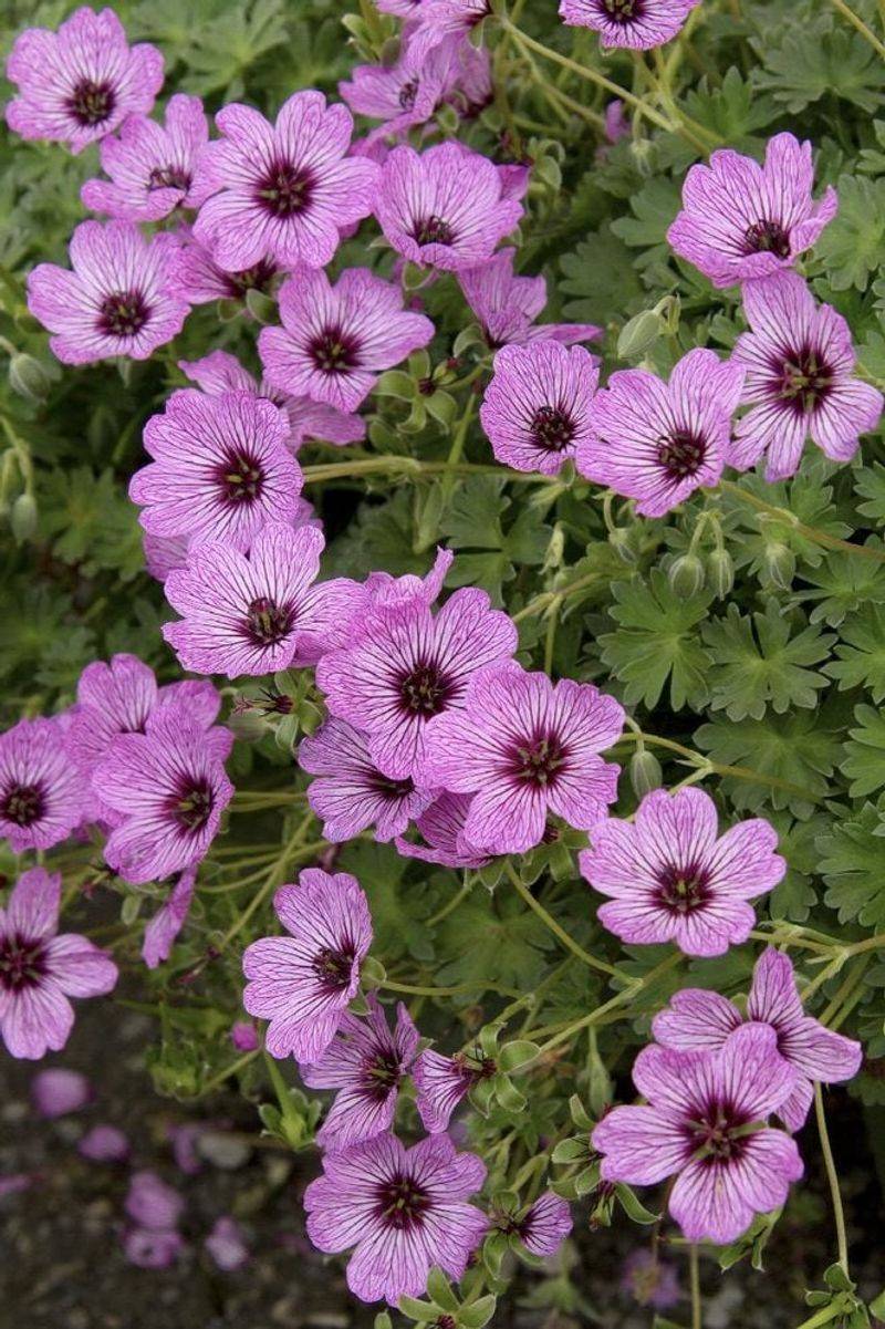 Hardy Geranium (Cranesbill)