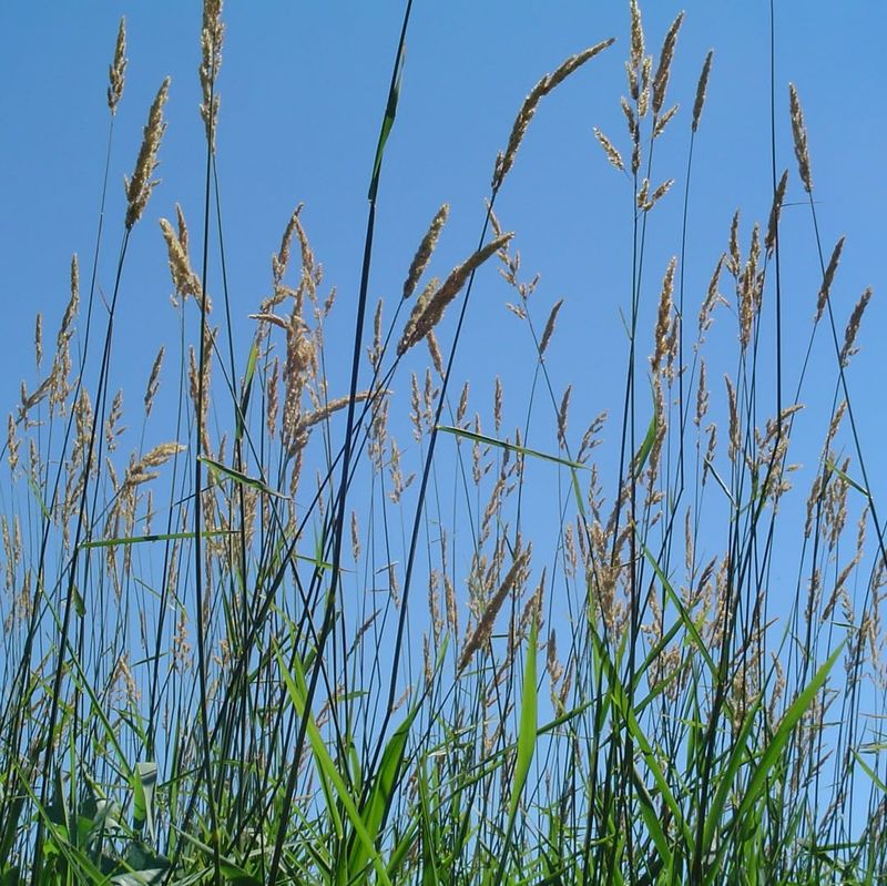 Reed Canary Grass