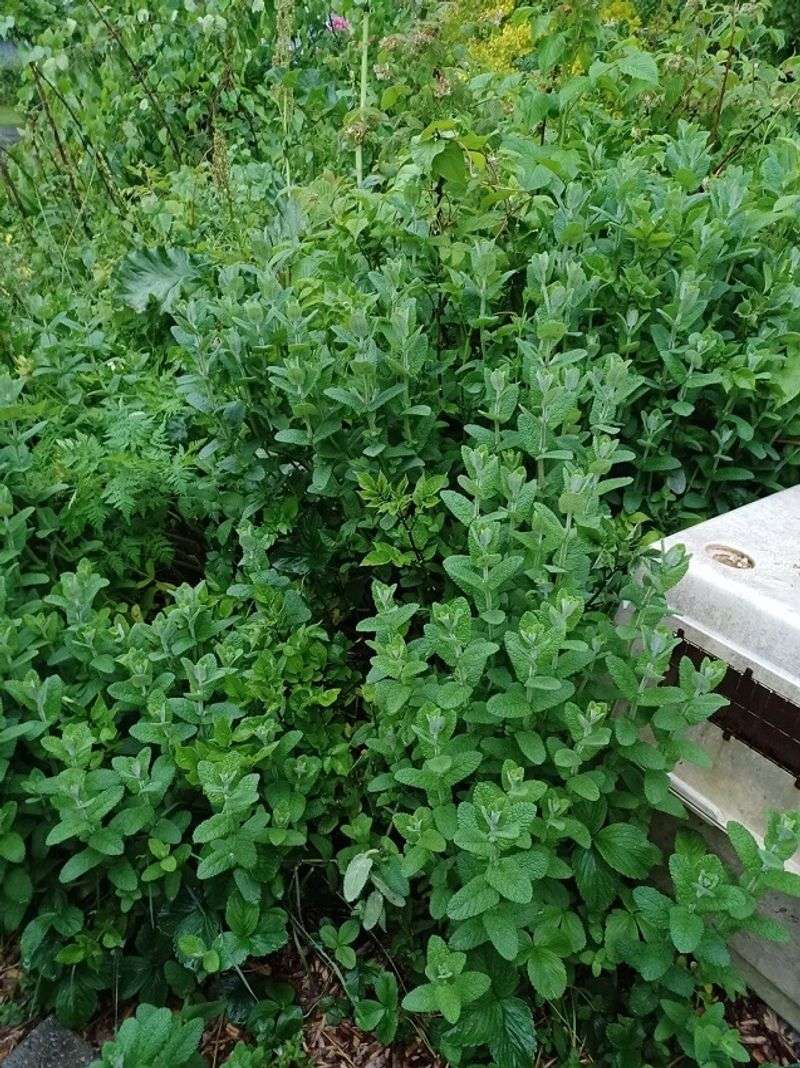 Mint Planted In Garden Beds: A Spreading Nightmare