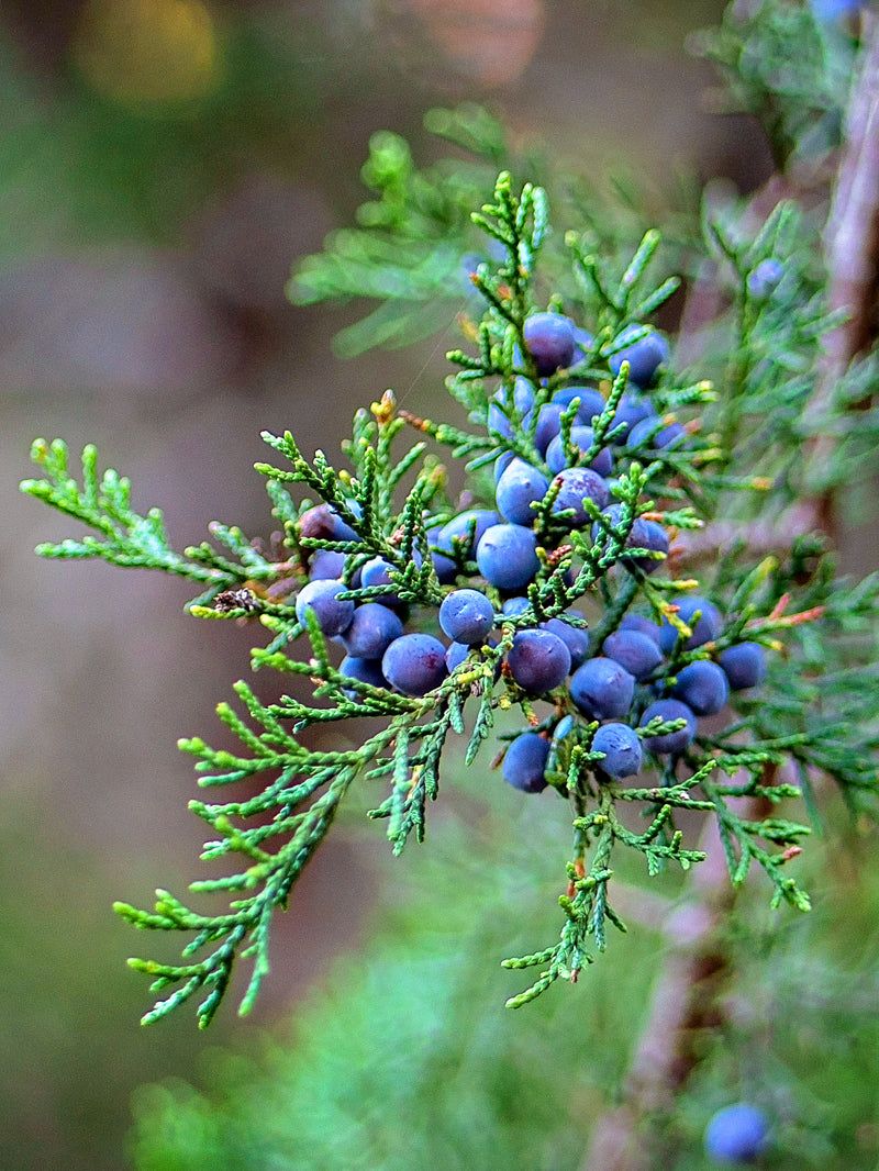 Eastern Redcedar