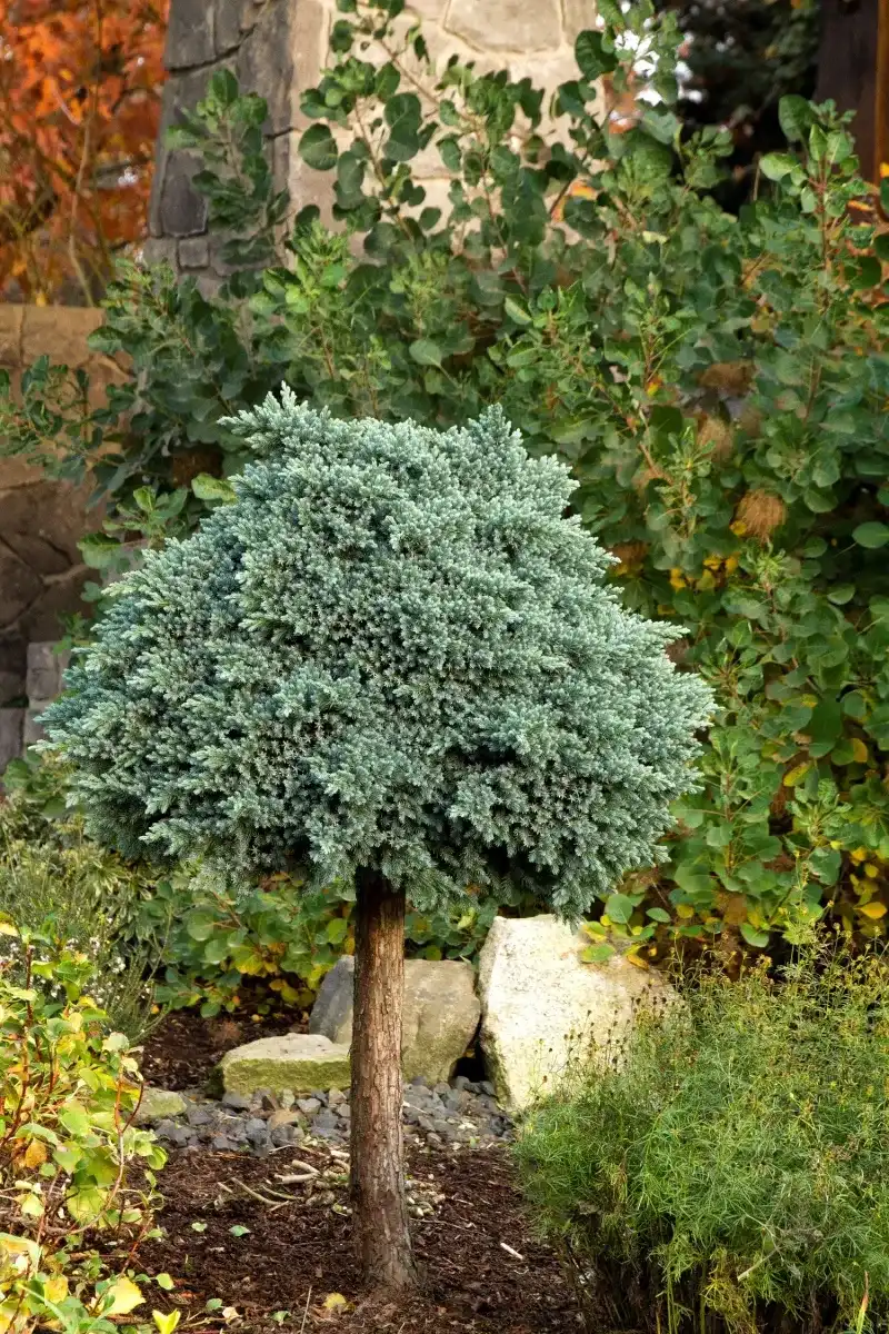 Blue Star Juniper Adds Silvery Shelter