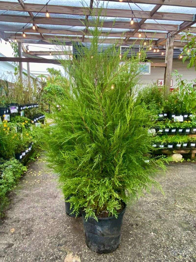 Dwarf Southern Red Cedar