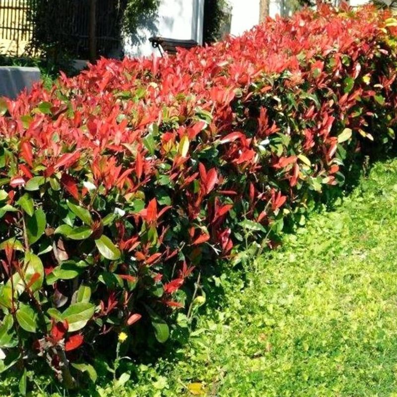 Red-Tipped Photinia (Photinia x Fraseri)