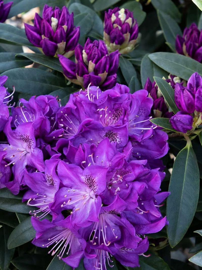 Rhododendron Fills Spring Gardens With Bold Color