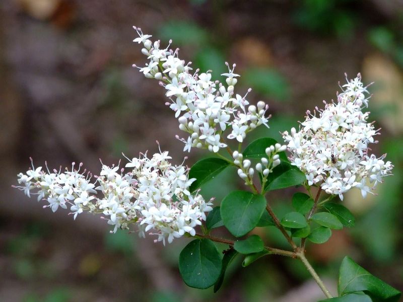 Chinese Privet