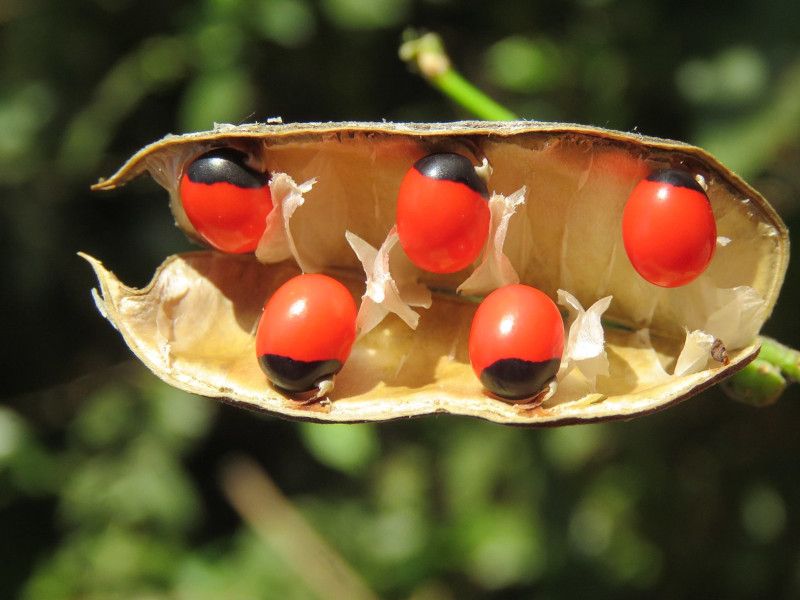Rosary Pea Is As Dangerous As It Is Beautiful