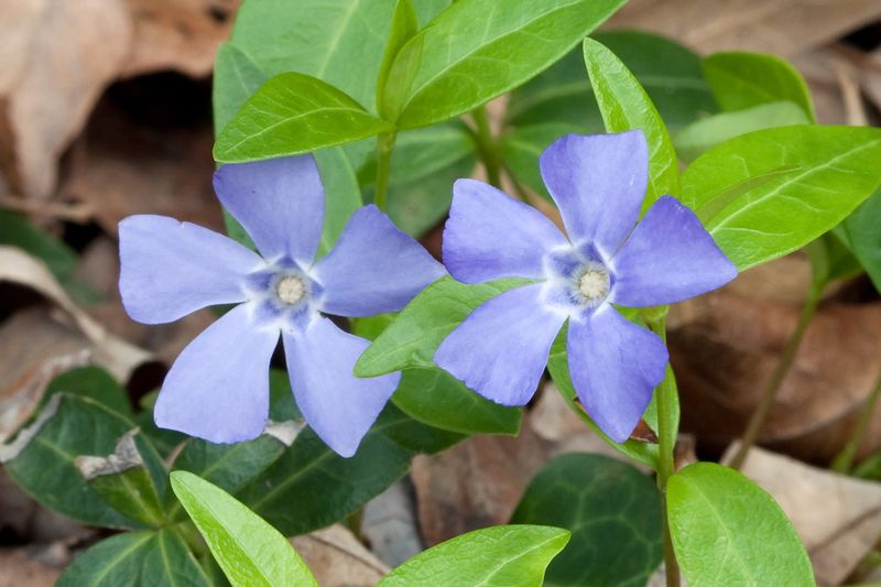 Vinca Minor (Periwinkle)
