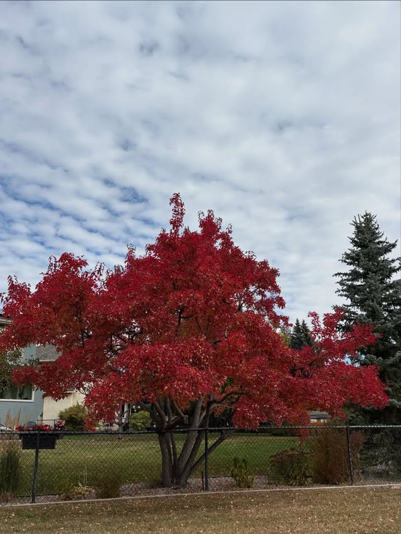 Amur Maple (Acer ginnala)