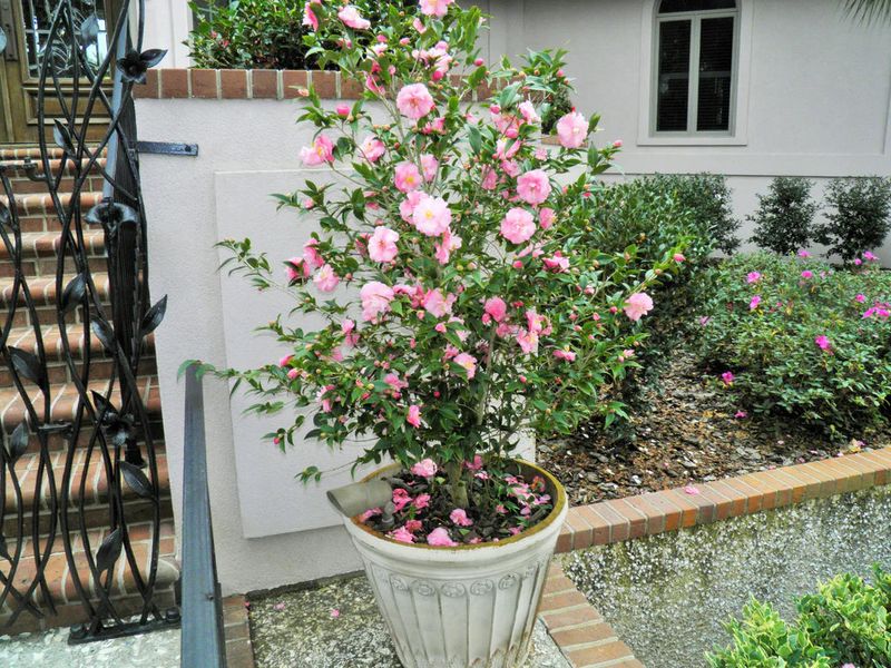 Camellias Bloom When Temperatures Fluctuate