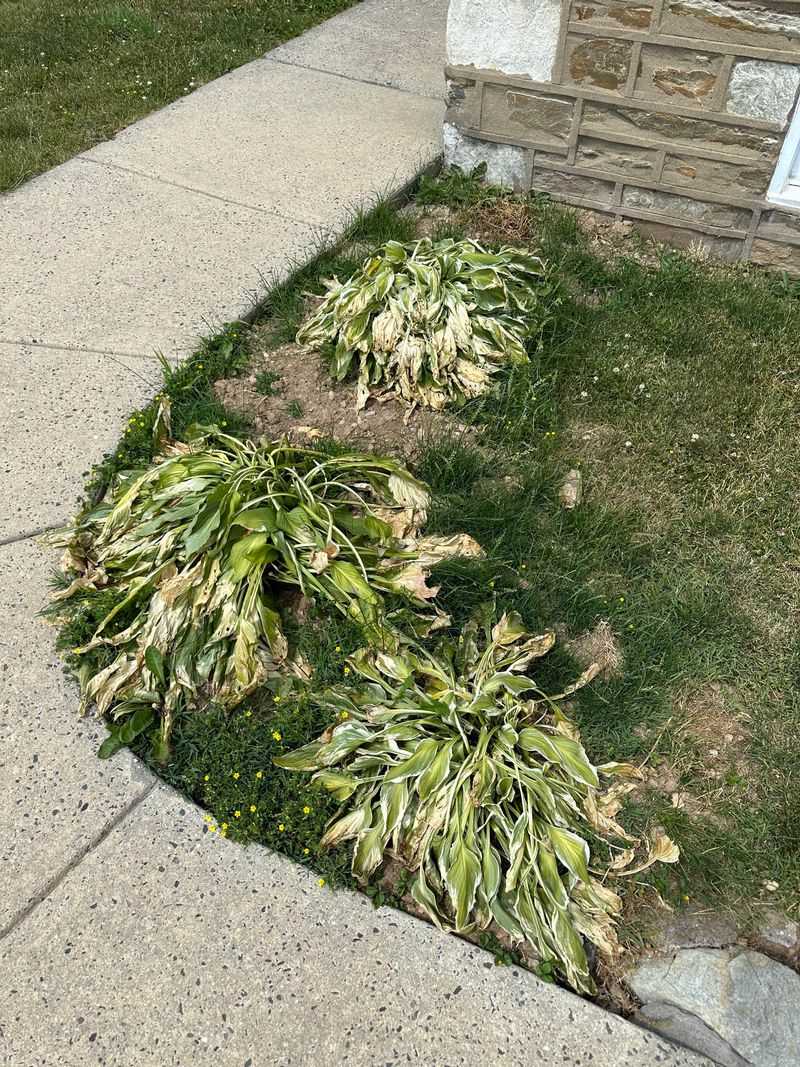 Hostas Wilt Under Hot California Days