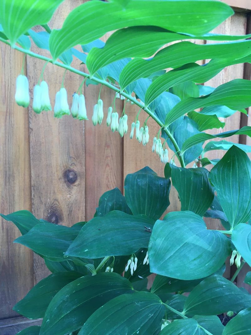 Solomon's Seal Thrives In Woodland Gardens