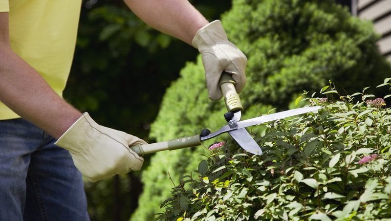 Early Pruning Encourages Fuller Plants