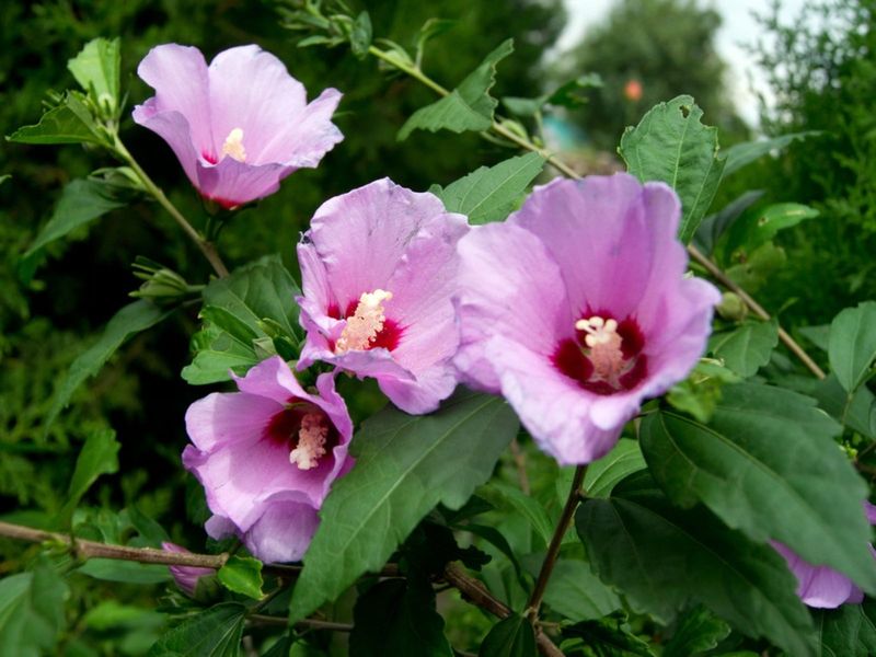 Rose Of Sharon Keeps Getting Planted On Repeat In Ohio