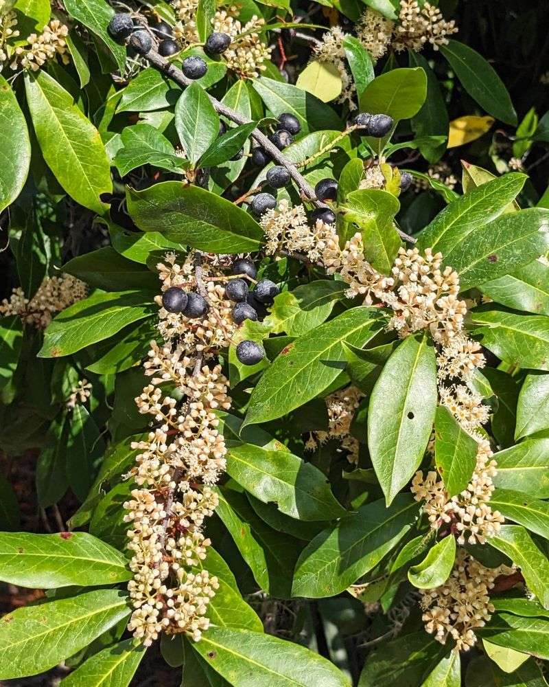 Cherry Laurel (Prunus laurocerasus)