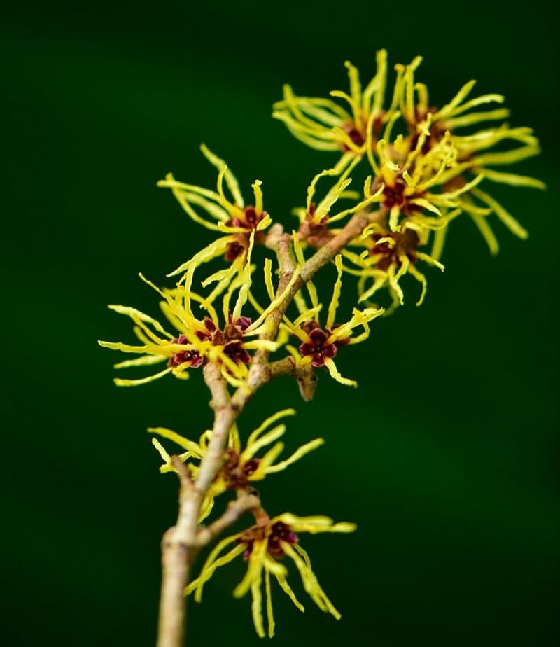 Witch Hazel Popping Up With Winter Magic