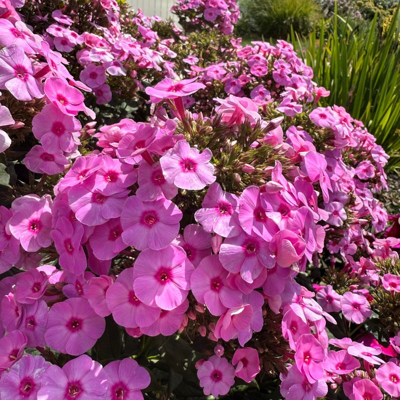 Garden Phlox
