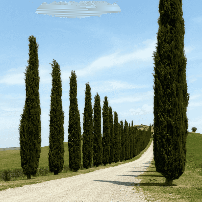 Italian Cypress Creates Tall, Elegant Vertical Accents In Formal Layouts