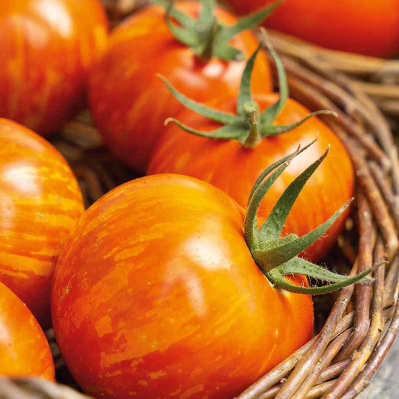 Striped Beefsteak Tomatoes (New Hybrid)