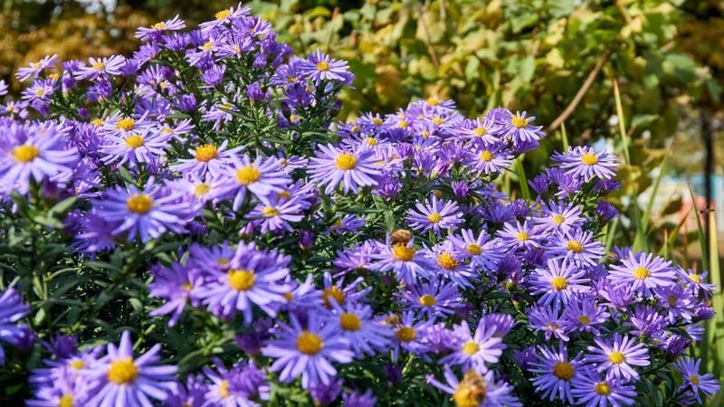 Aster Closes The Season With A Burst Of Color