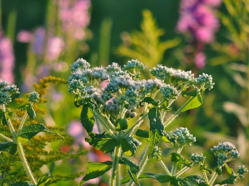 Common Boneset Makes Heavy Ground Feel Like A Wildflower Meadow