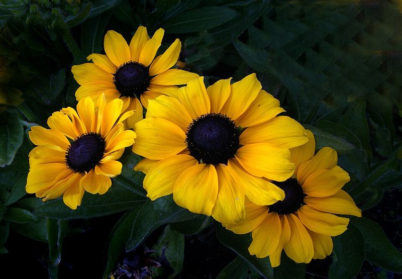 Black-Eyed Susan Keeps The Garden Glowing With Golden Flowers