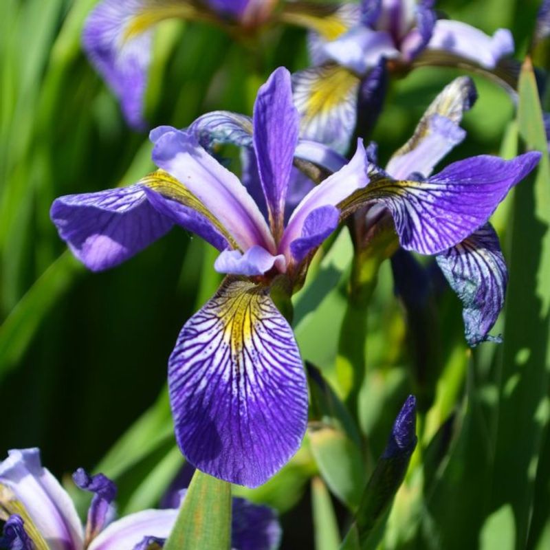 Blue Flag Iris (Iris Versicolor)