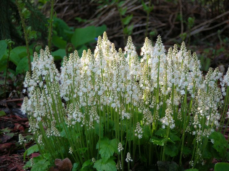 Foamflower (Tiarella Cordifolia)