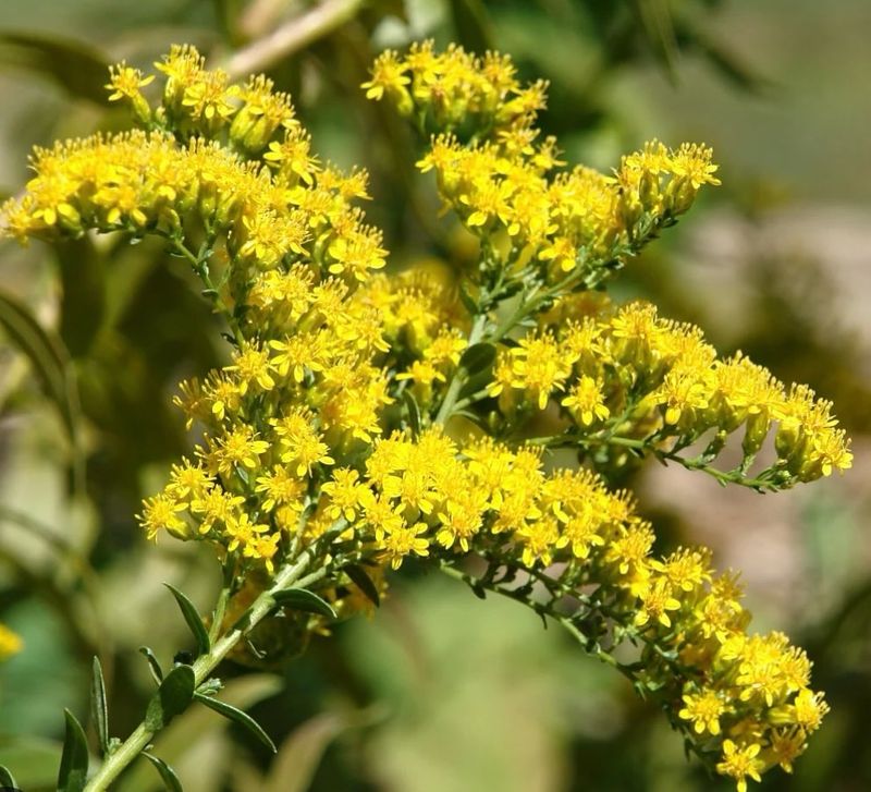 Goldenrod Expands Through Rhizomes And Seed