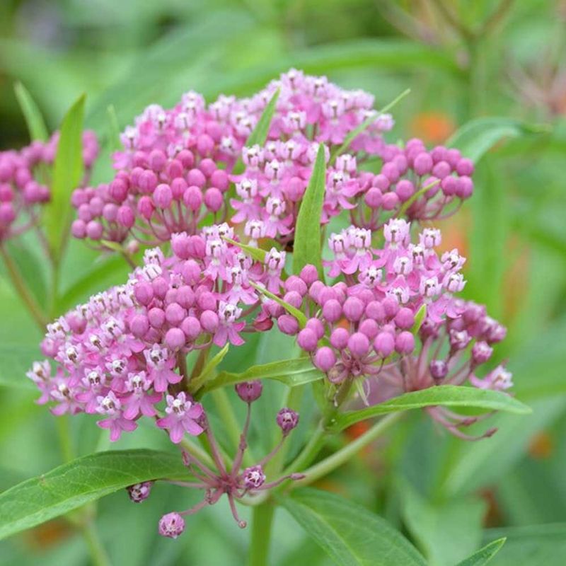 Swamp Milkweed Adds Summer Color In Heavy Soil
