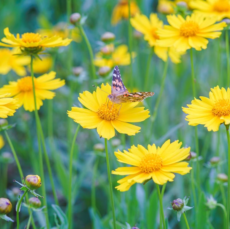 Coreopsis Keeps The Color Coming Without Demanding Better Soil